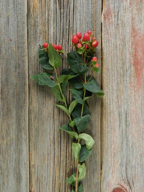 MAGICAL TRIUMPH  RED HYPERICUM